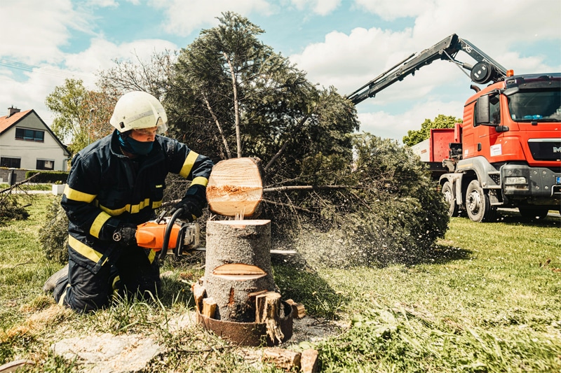 Tree Company Marketing